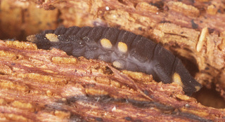 Endomychus coccineus
