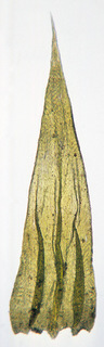 Homalothecium lutescens