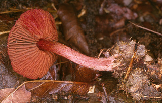 Cortinarius sanguineus