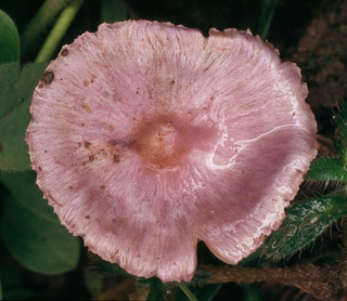 Inocybe geophylla var lilacina