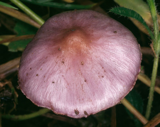 Inocybe geophylla var lilacina