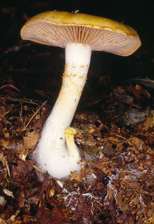 Cortinarius delibutus