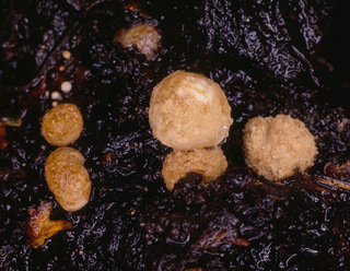 Asterophora lycoperdoides