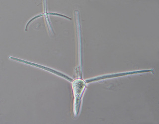 Clavariopsis aquatica