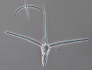 Clavariopsis aquatica