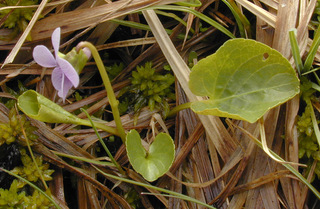 Viola palustris ssp palustris