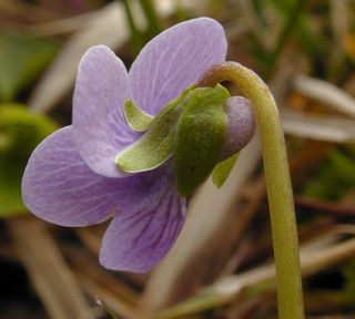 Viola palustris ssp palustris