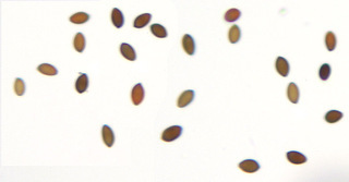 Panaeolus fimicola