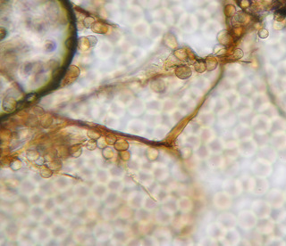Reticularia intermedia