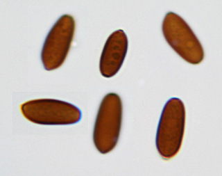 Psathyrella corrugis