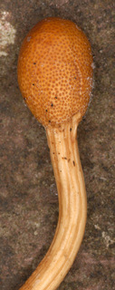 Ophiocordyceps gracilis