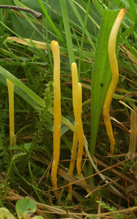 Clavulinopsis laeticolor