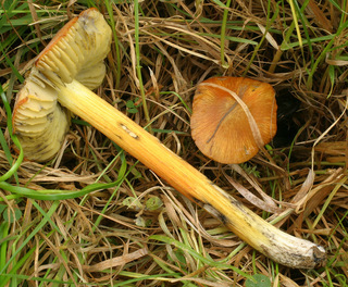 Hygrocybe conica var conica