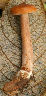 Lactarius tabidus