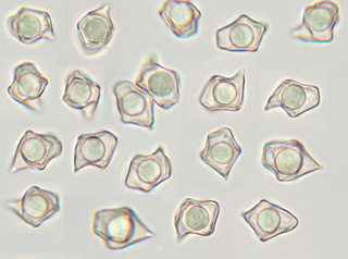 Entoloma sericellum