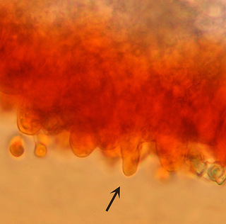 Entoloma sericellum