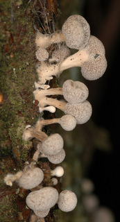 Phleogena faginea
