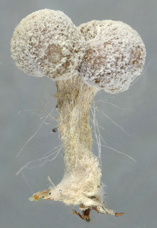 Phleogena faginea