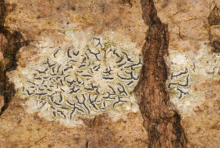 Graphis scripta