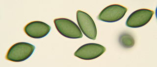Bionectria ralfsii