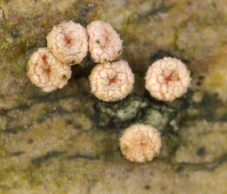 Bionectria ralfsii