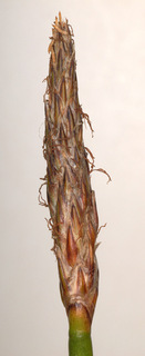 Eleocharis palustris ssp palustris