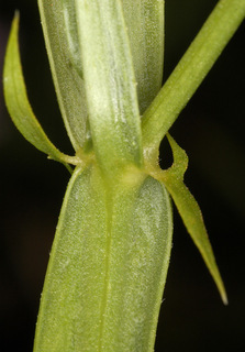 Lathyrus sylvestris