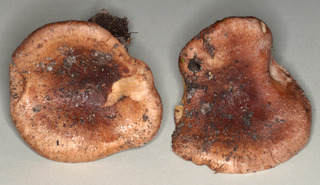 Lactarius hysginus