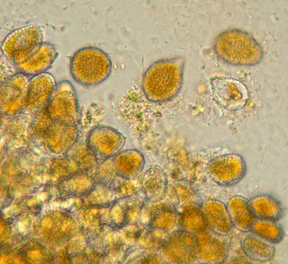Coleosporium tussilaginis