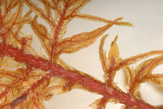 Hylocomium splendens