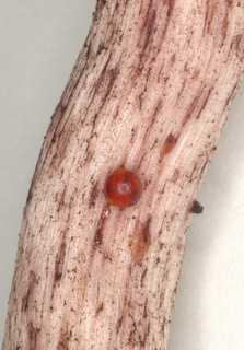 Gomphidius maculatus
