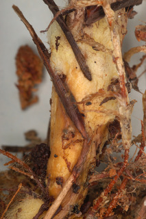 Gomphidius maculatus
