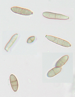 Cladosporium macrocarpum