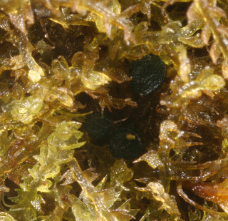 Mniaecia jungermanniae
