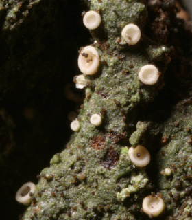 Coenogonium pineti