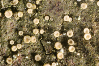Coenogonium pineti