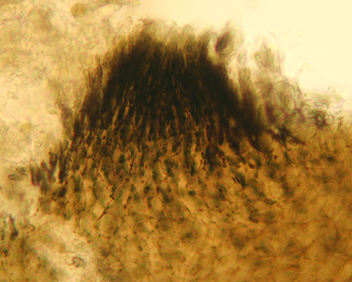 Lasiosphaeria ovina