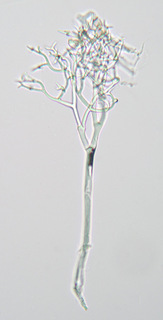 Peronospora galii