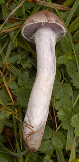 Cortinarius anomalus