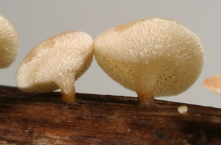 Hymenoscyphus scutula