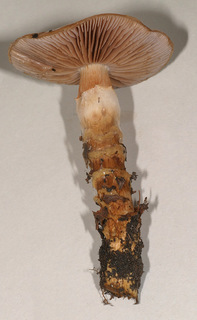 Cortinarius trivialis