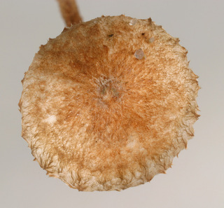 Crinipellis scabella