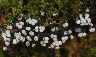 Physarum leucophaeum