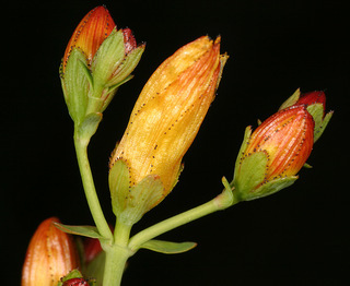 Hypericum pulchrum