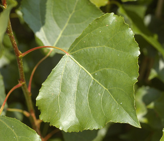 Populus nigra 'Italica'