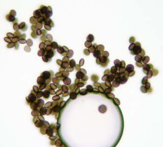 Arthrinium phaeospermum