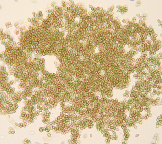 Microsphaeropsis hellebori
