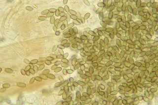 Microsphaeropsis hellebori