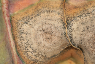 Mycosphaerella brassicicola