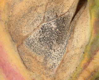 Mycosphaerella brassicicola